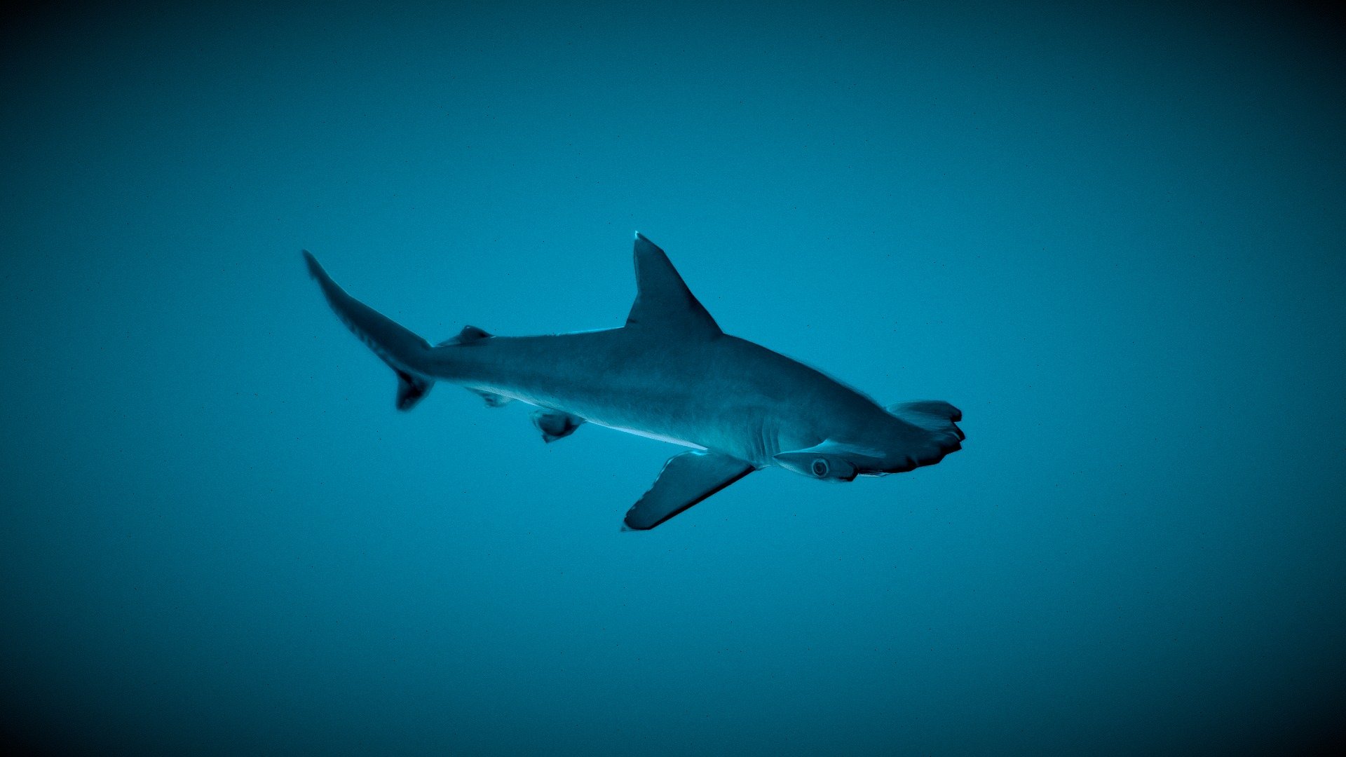 Scalloped Hammerhead Juvenile (LOW POLY) 3d model