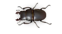 Stag Beetle