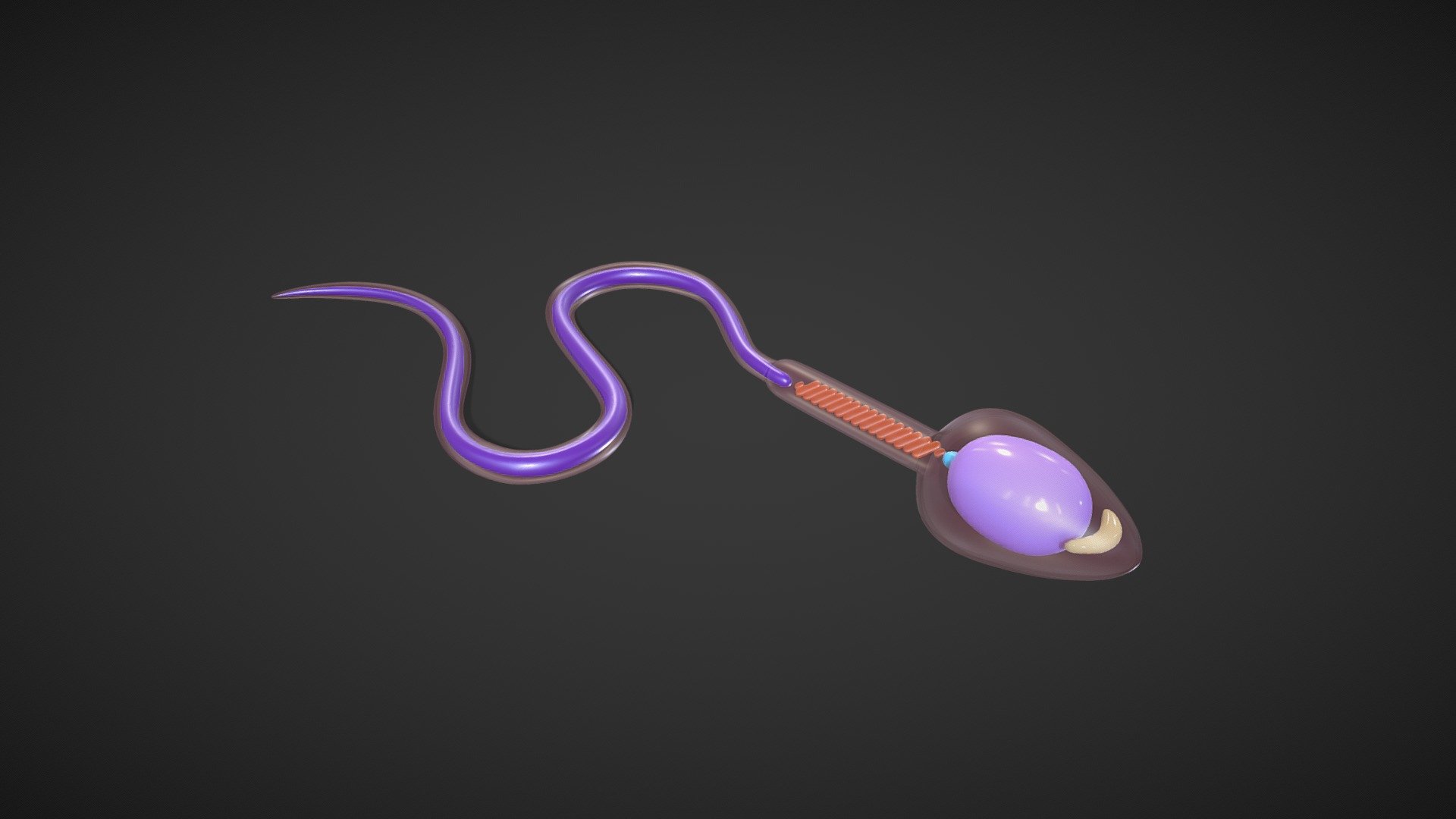 Sperm Cell Anatomy 3d model