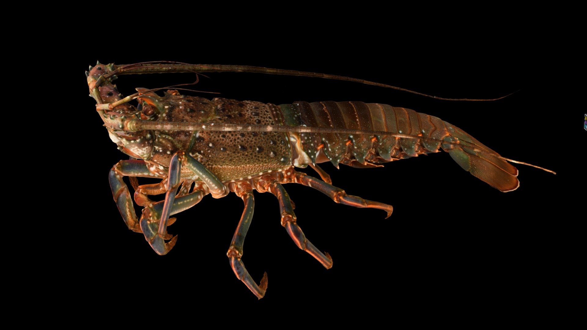 イセエビ ♀ Japanese Spiny Lobster, P. japonicus 3d model