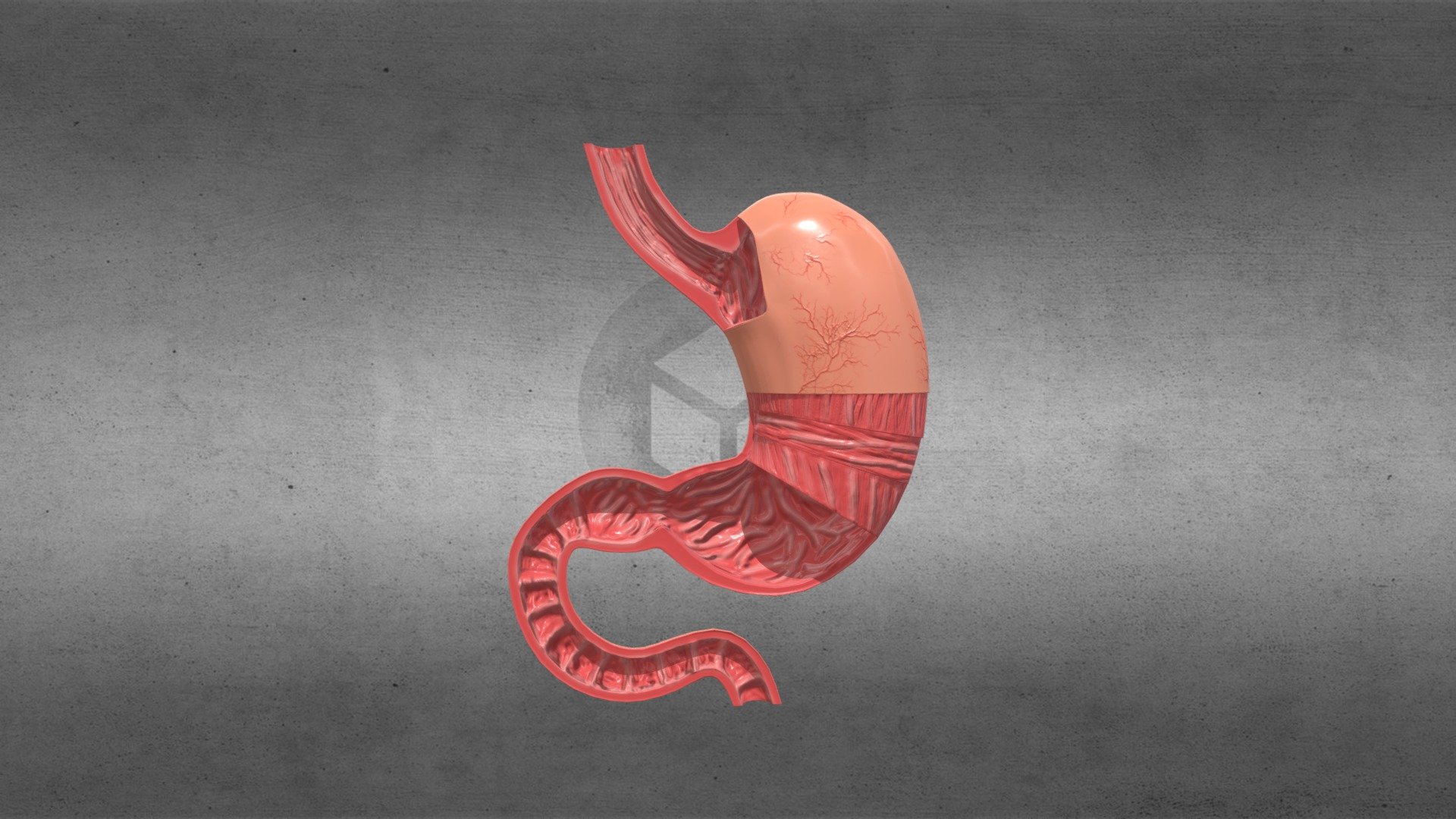 Stomach 3d model