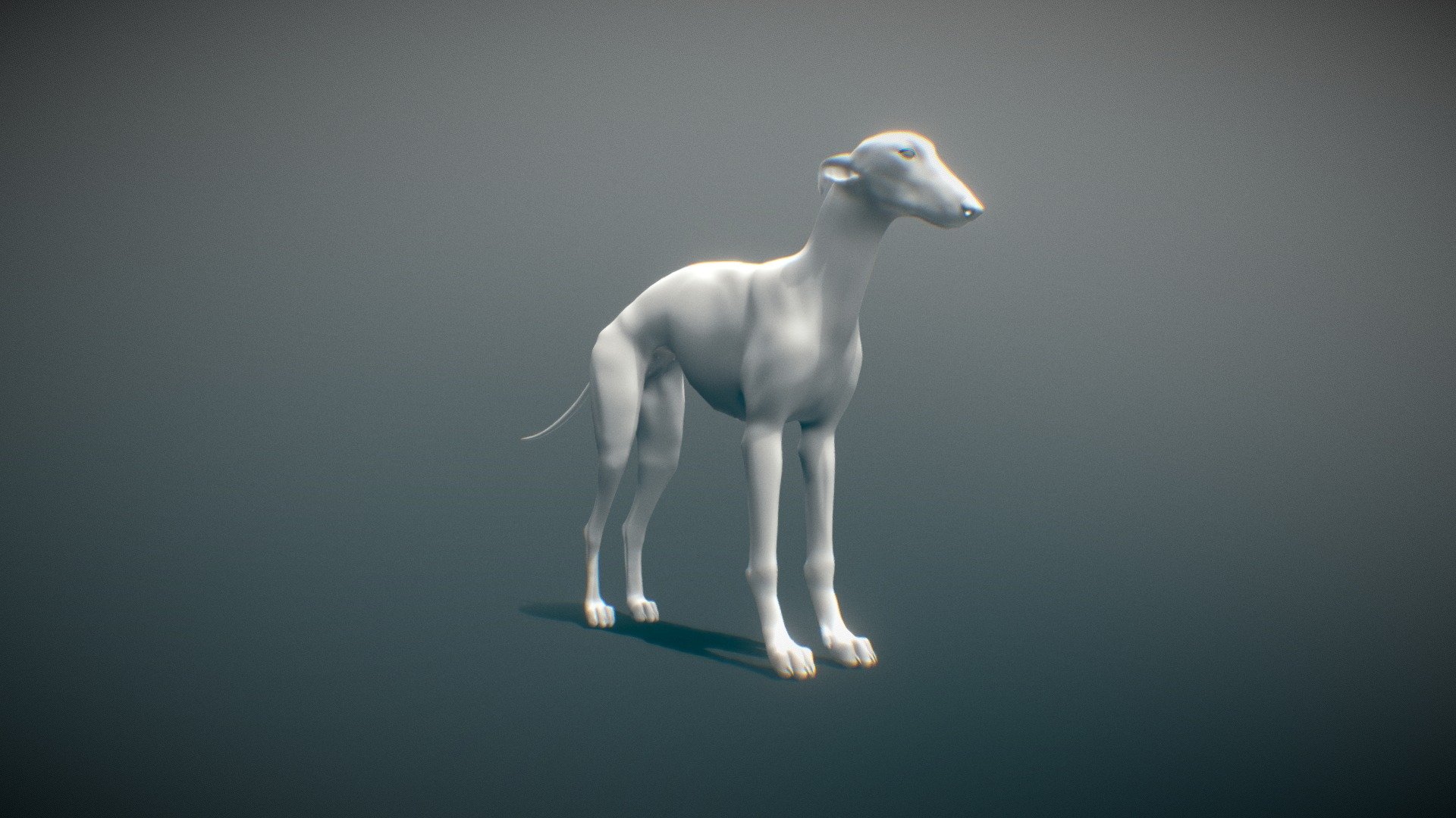 Greyhound 3d model