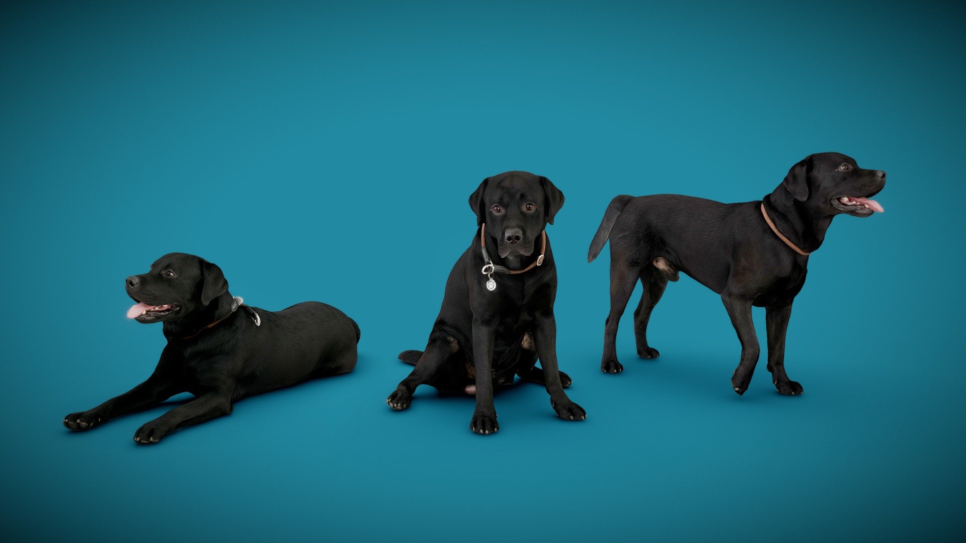 DOGs Three Pack A 3d model