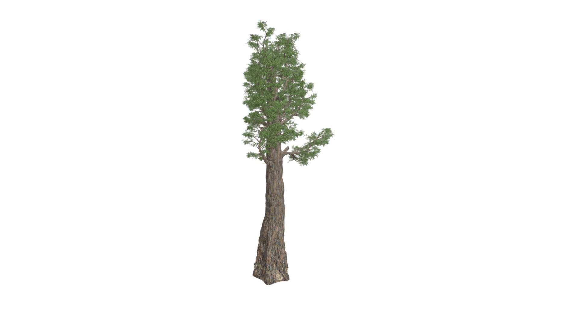 Giant Redwood (Sequoia) Tree #04 3d model