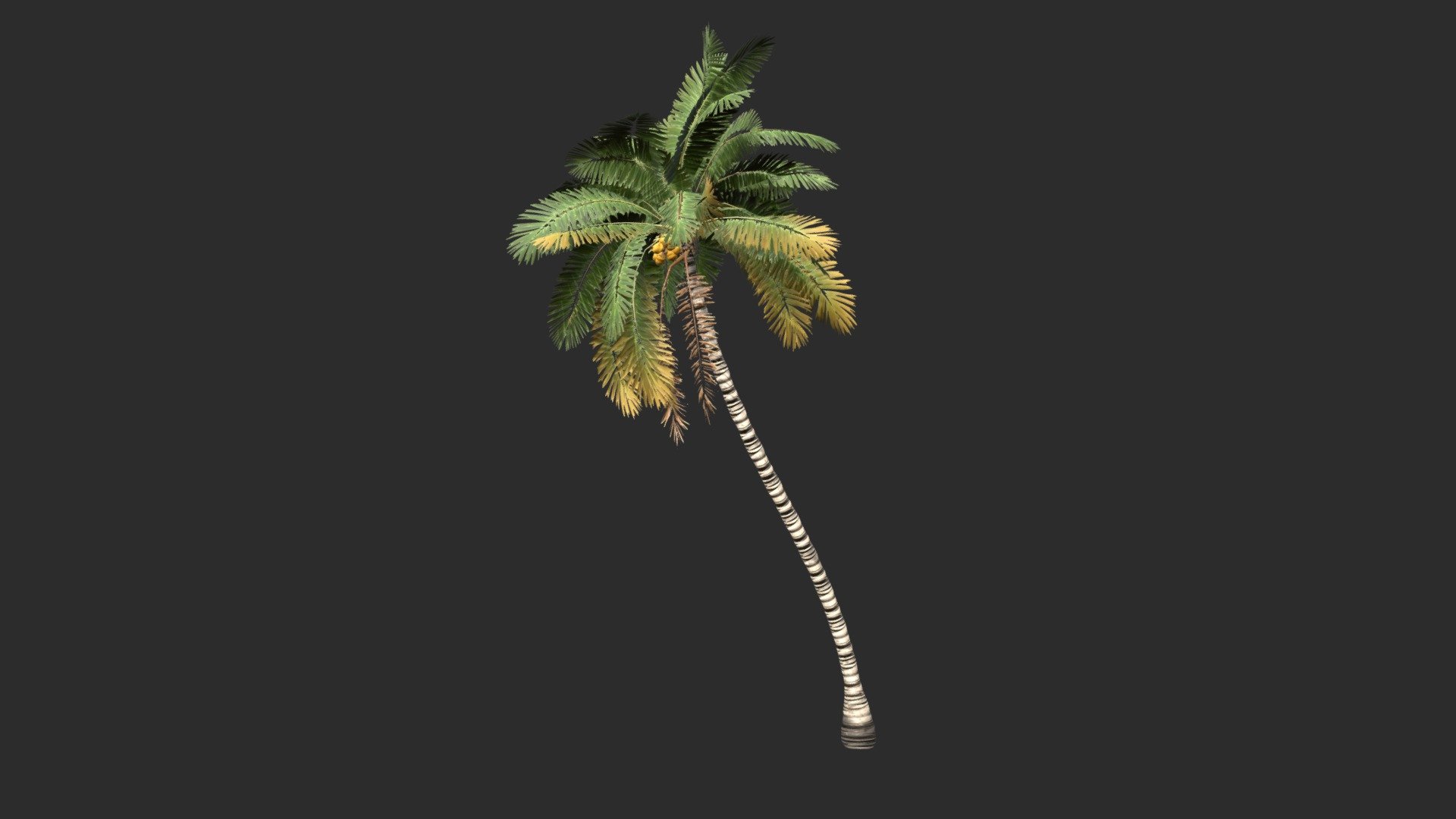 Cocos Nucifera 3d model