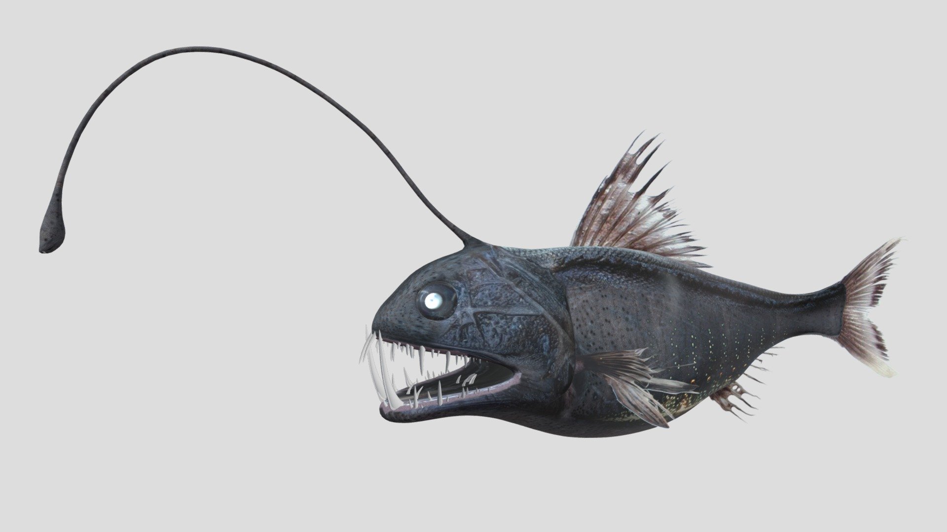 Angler Fish Blend 3d model