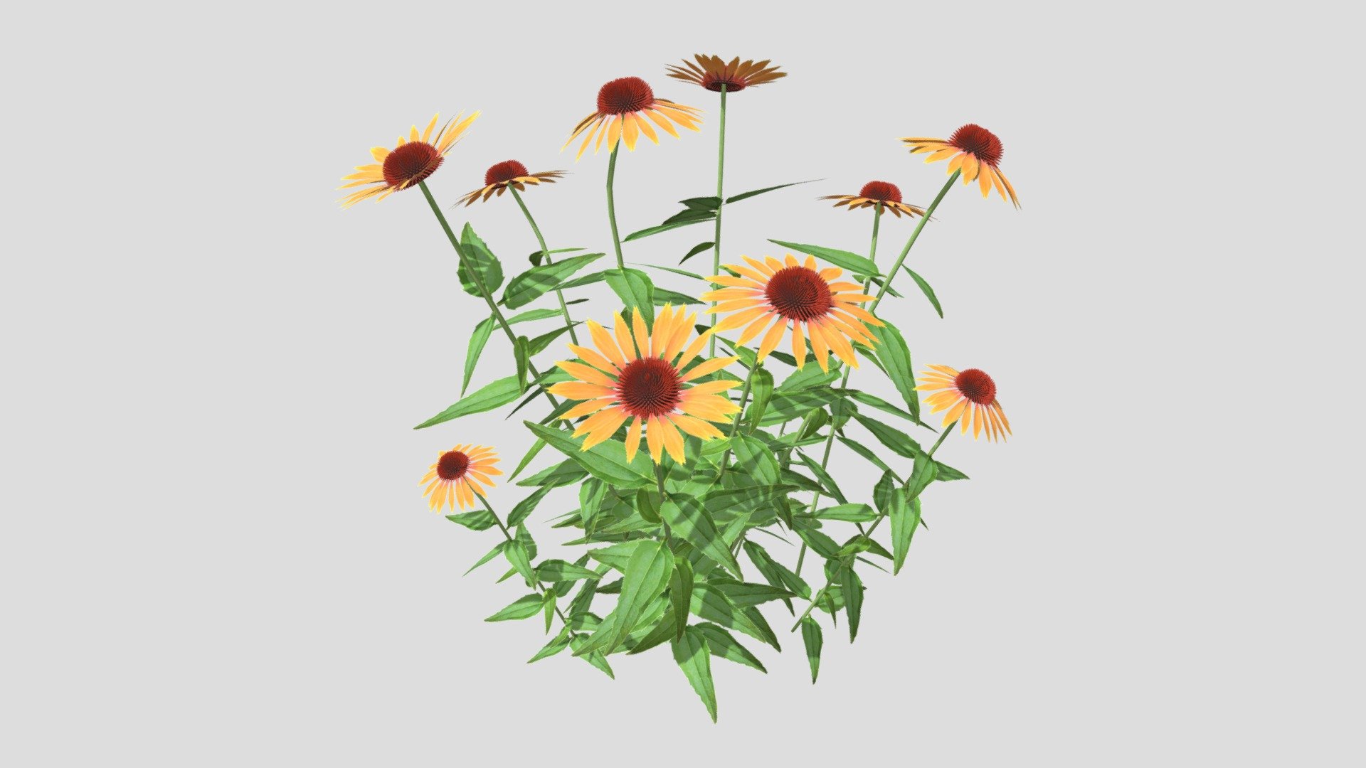 Echinacea  Big Kahuna 3d model