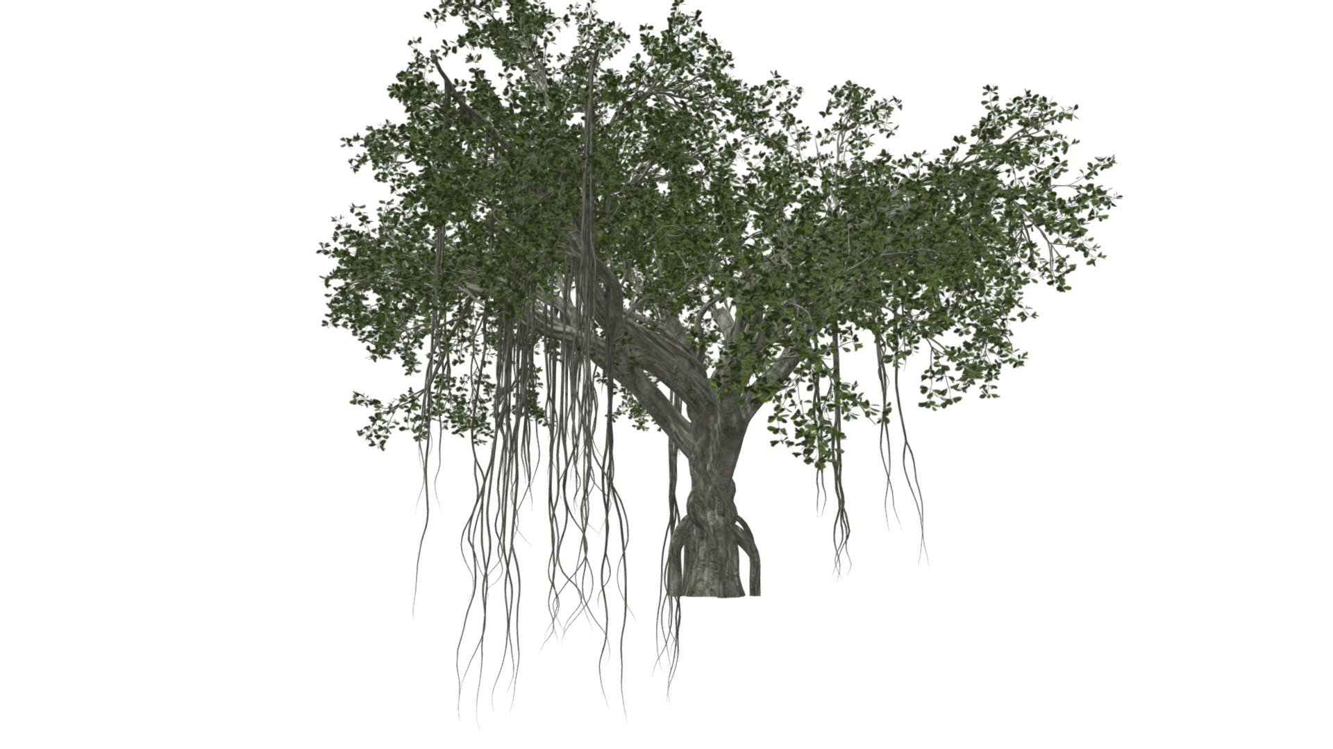 Chinese Banyan Tree #06 3d model