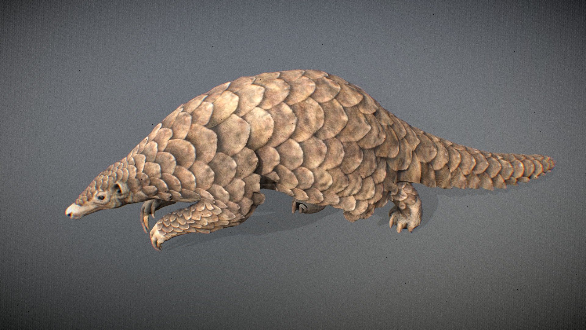 Animalia 3d model