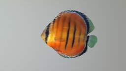 Discus_Animated