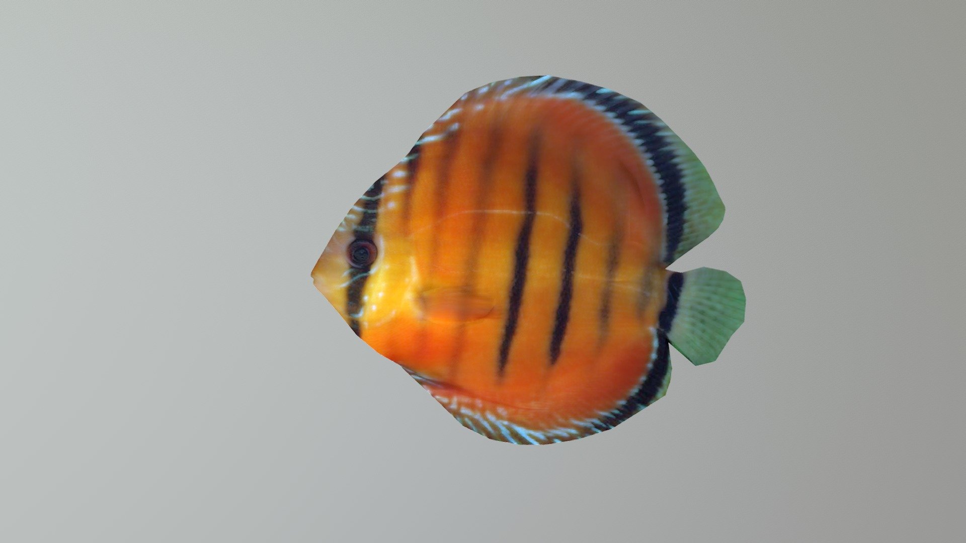 Discus_Animated 3d model