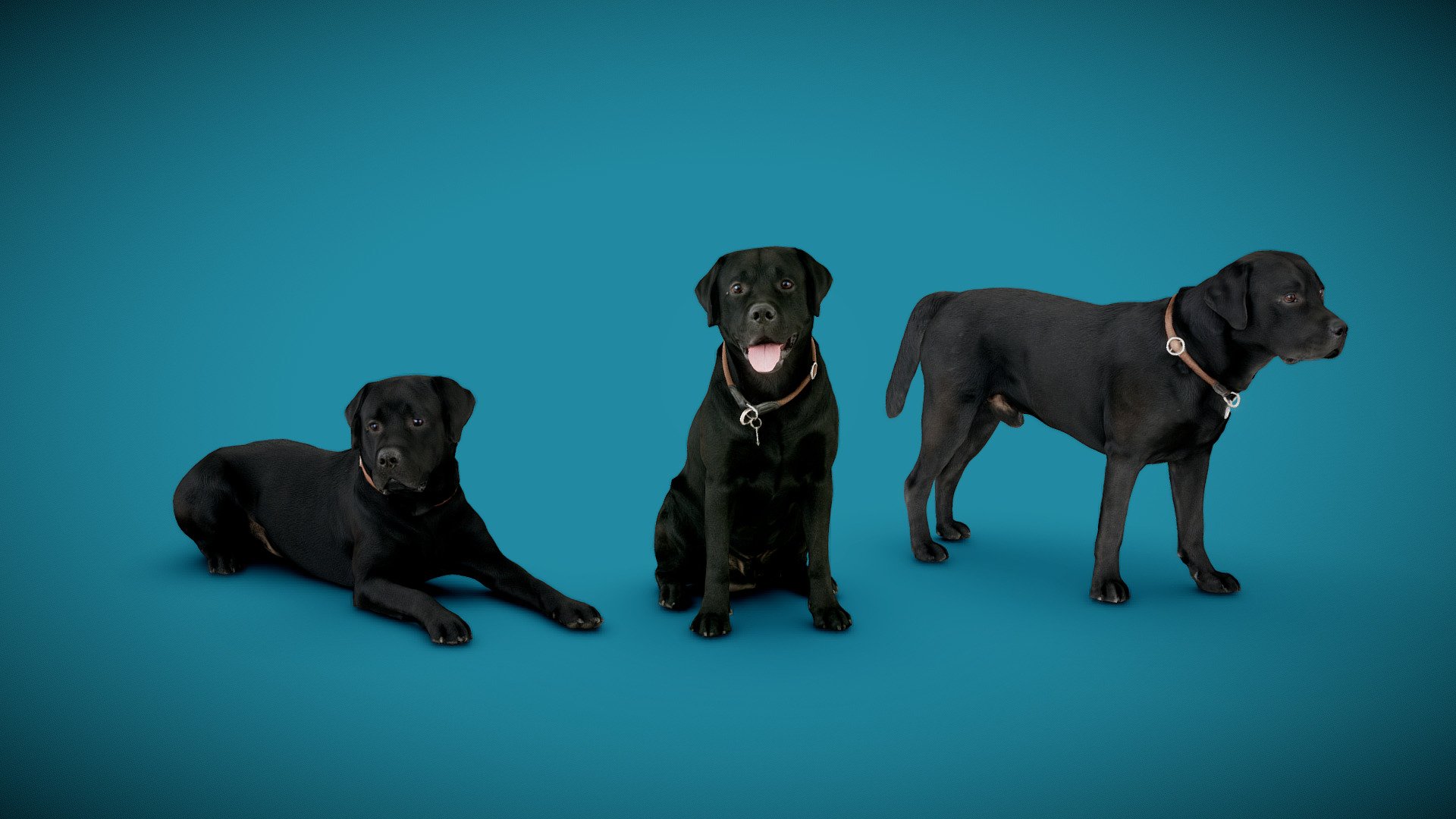 DOGs Three Pack A 3d model