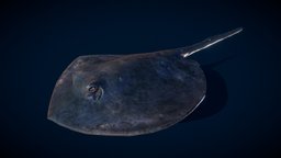 Short_tail_stingray