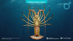 Caribbean Spiny Lobster (Male)