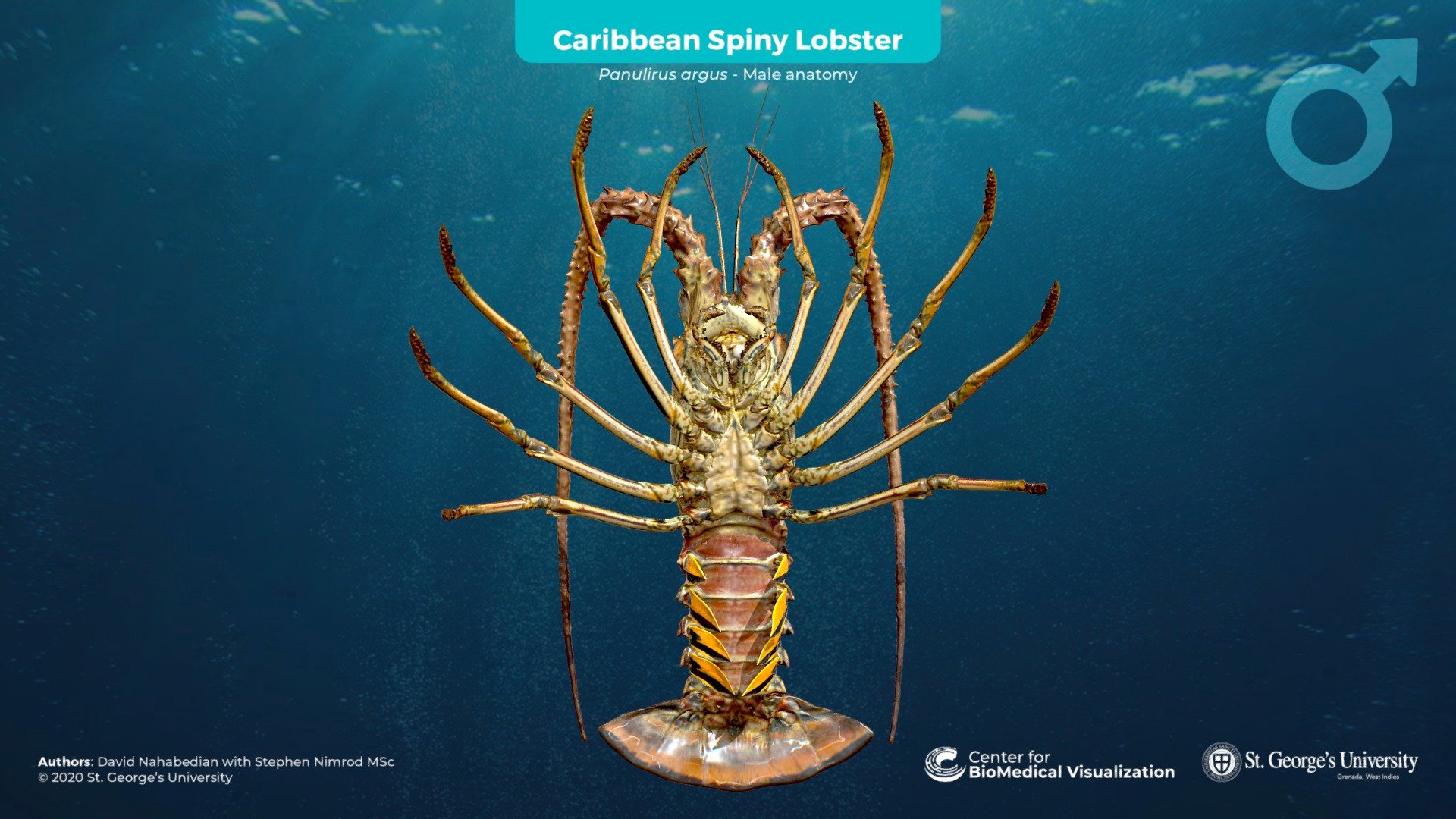 Caribbean Spiny Lobster (Male) 3d model