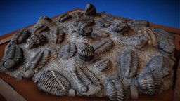 Trilobites