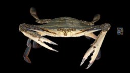 ガザミ🦀 ♂ Gazami Swimming Crab, P. trituberculatus