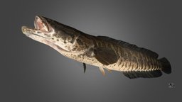 カムルチー 🐟 ライギョ Spotted Snakehead, Channa argus