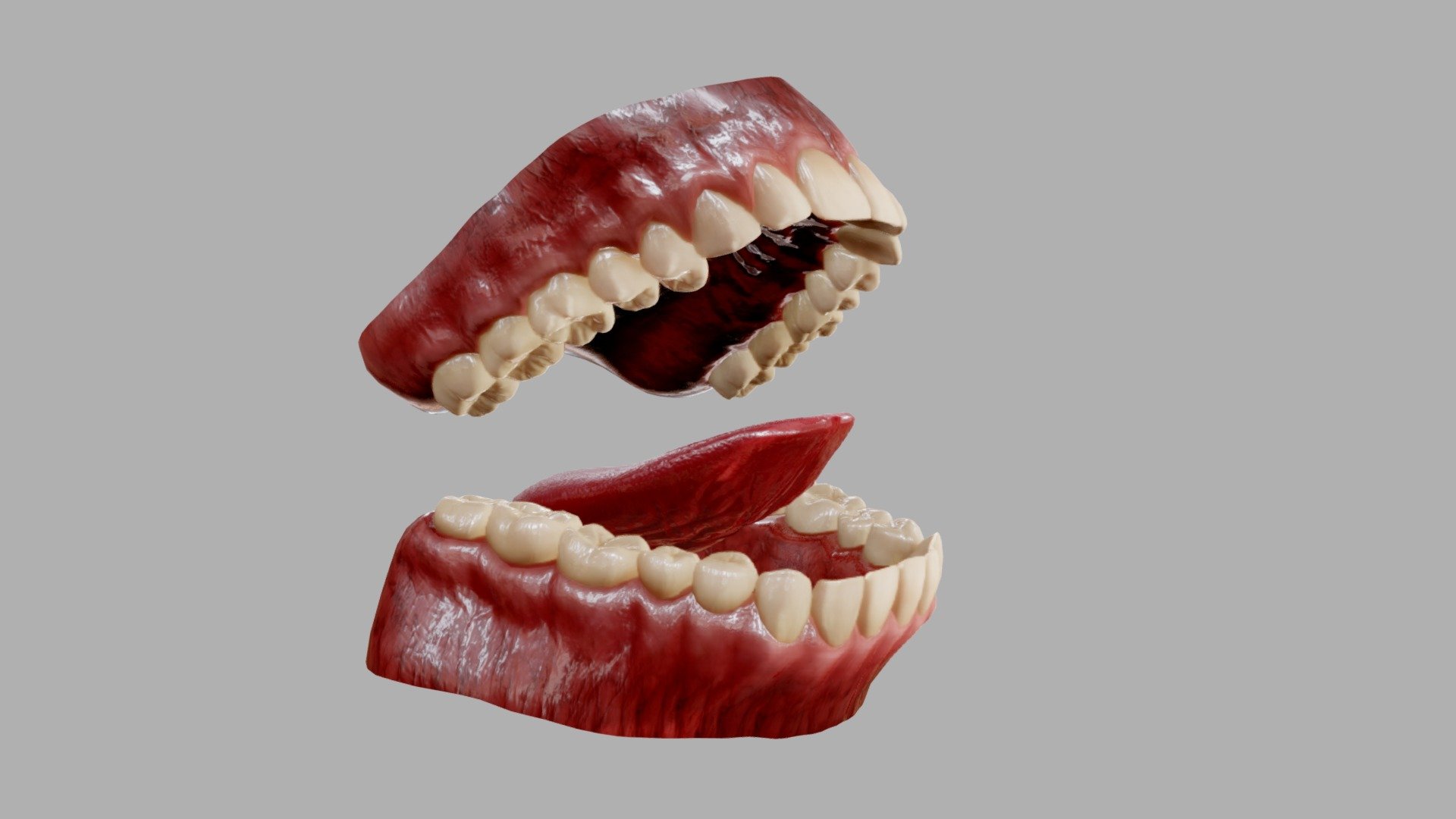 Gums Teeth and Tongue 3d model