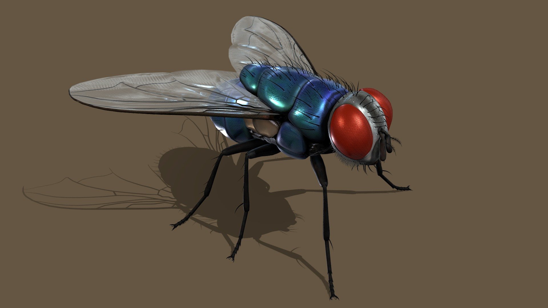 The Fly 3d model