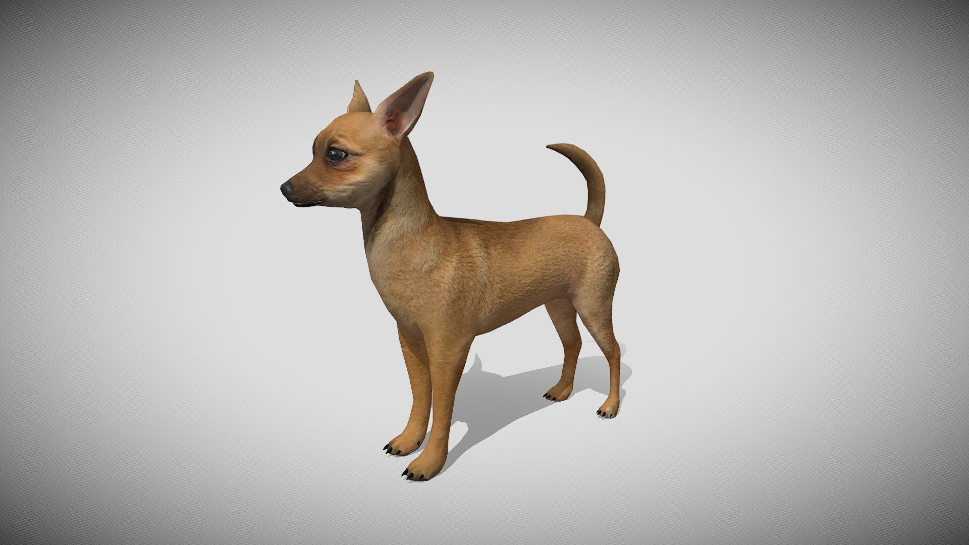 Medhue Chihuahua 3d model