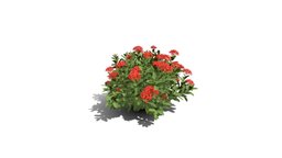 Realistic HD Chinese jungle geranium (2/10)