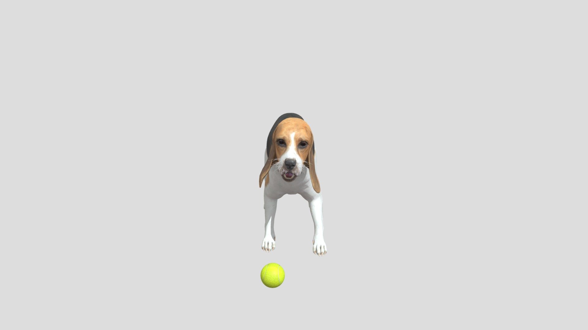 Dog Beagle 3d model