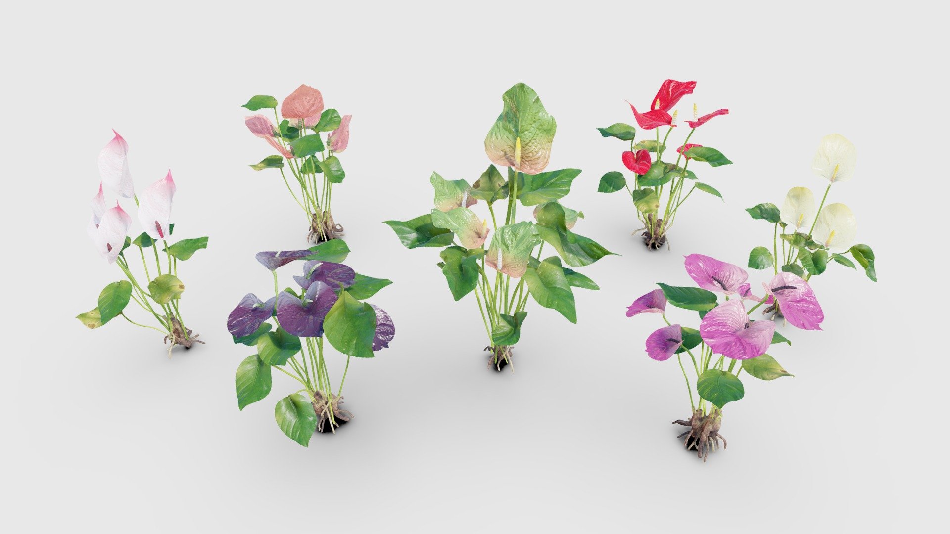 Anthurium Flower 3d model