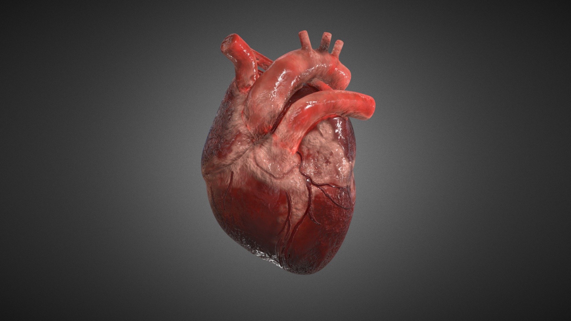 Realistic Human Heart 3d model