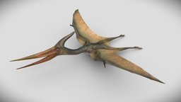 Pteranodon