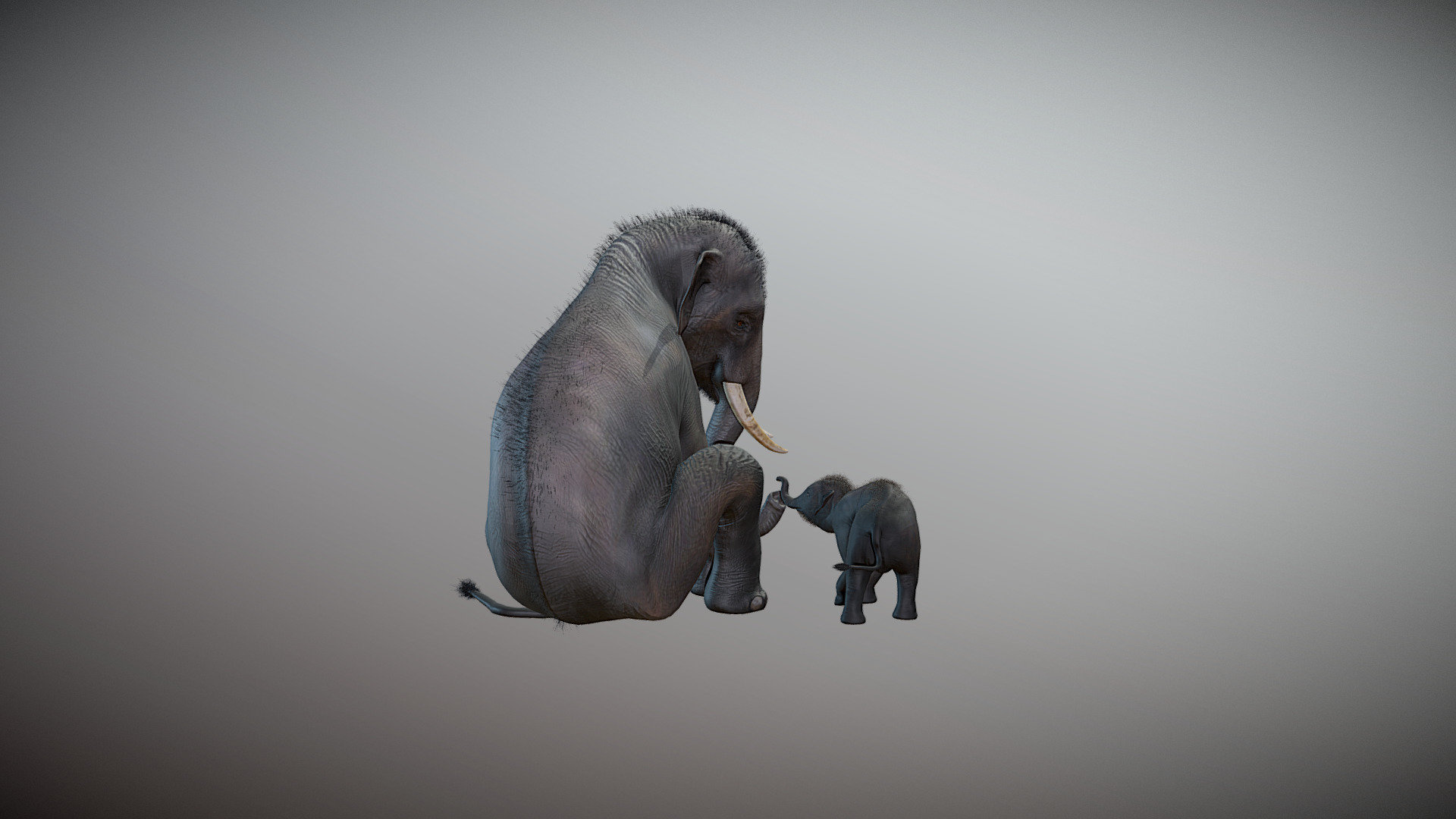 Indian Elephants 3d model