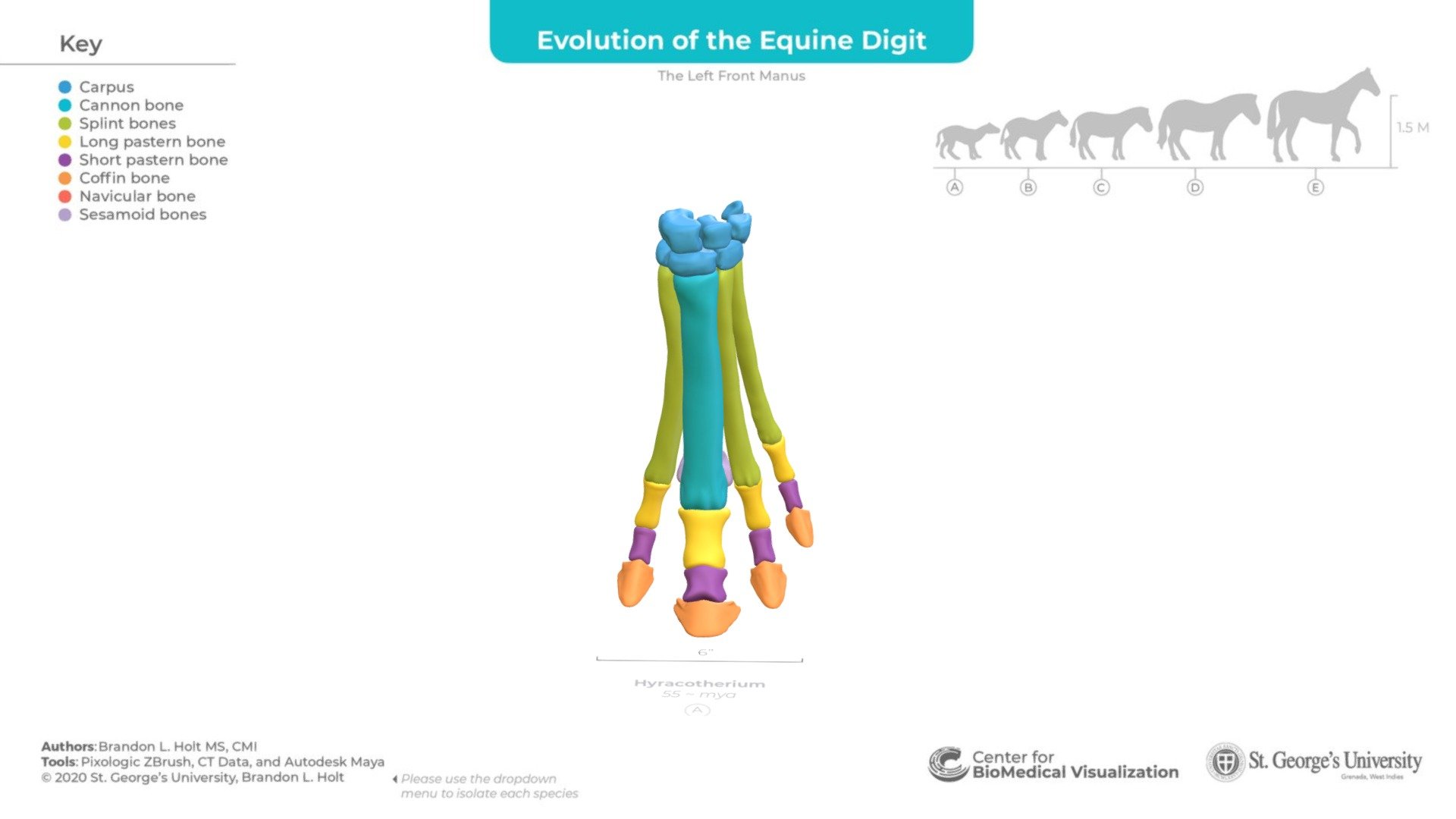 Evolution of the Equine Digit 3d model