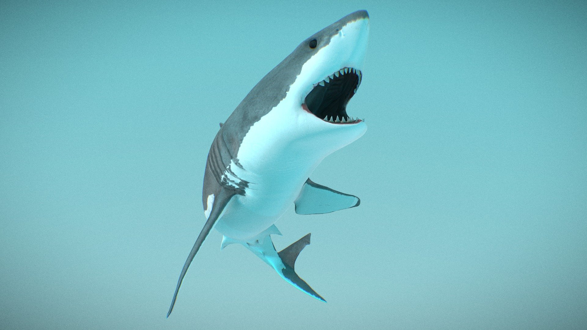 Shark 3d model