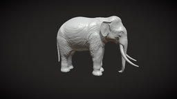 Indian Elephant PR