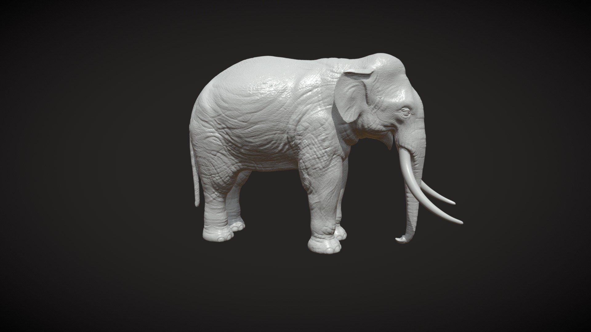 Indian Elephant PR 3d model