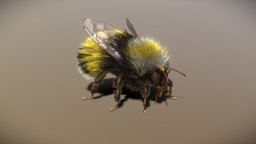 BumbleBee Rigged PBR