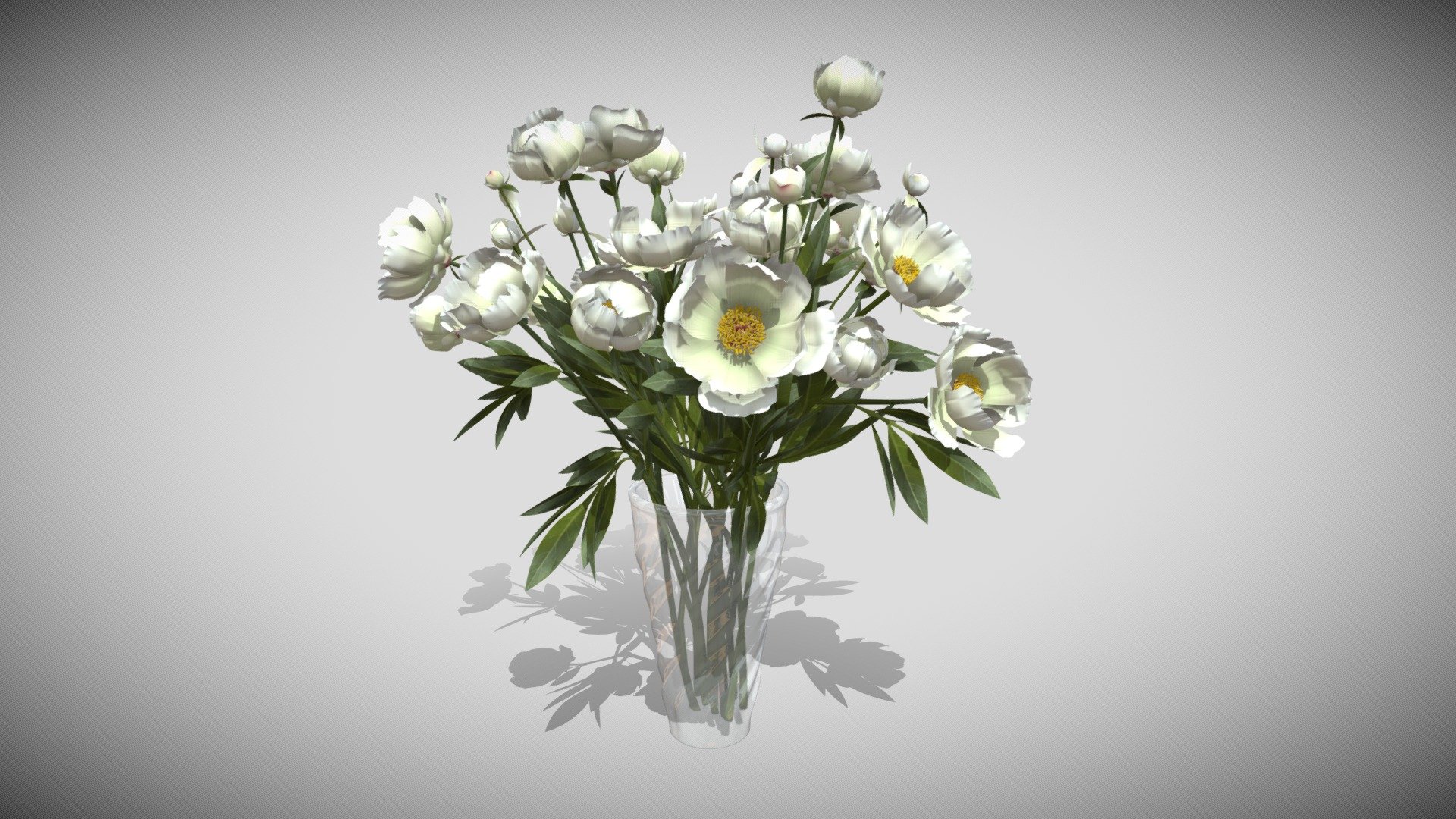 Pivoines de Chine 3d model