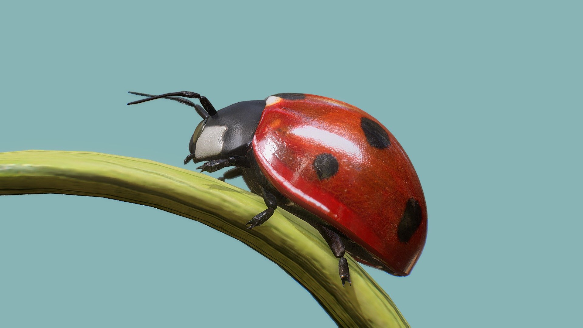 Lady Bug 3d model