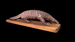 Pangolin