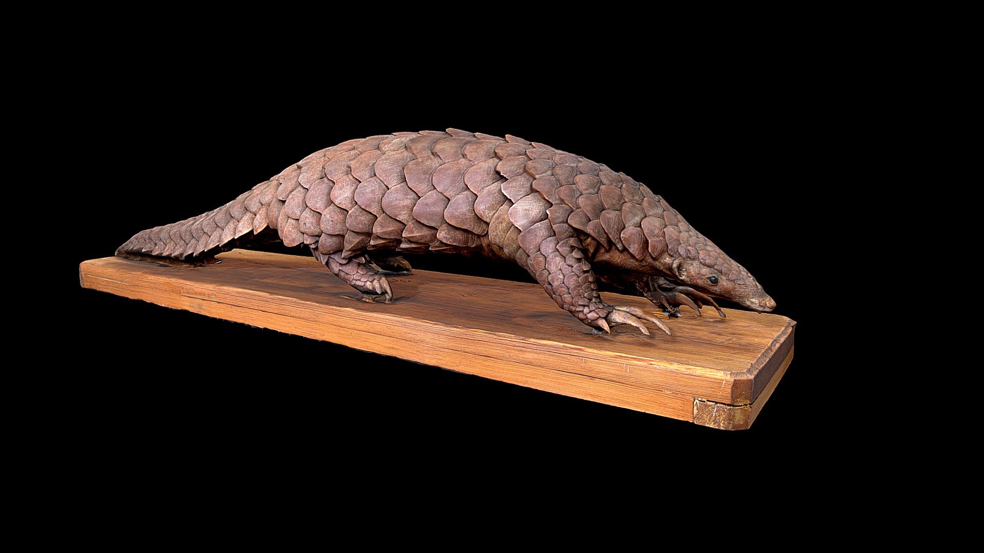 Pangolin 3d model