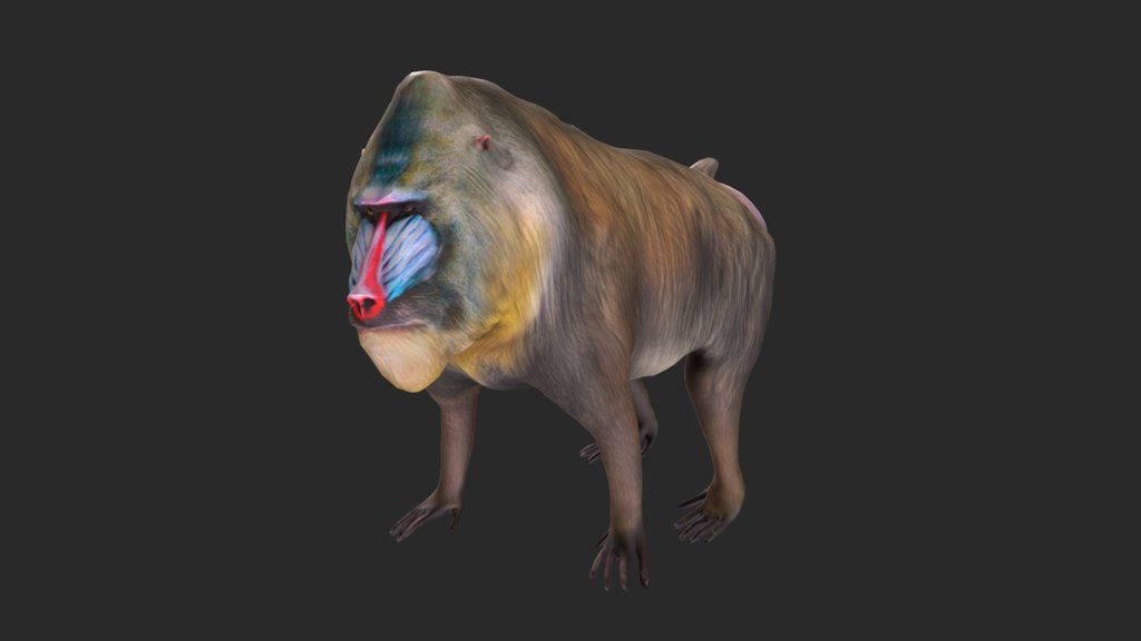 Mandrill 3d model