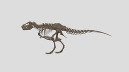 Tyrannosaurus, Name of bones ver.o.1