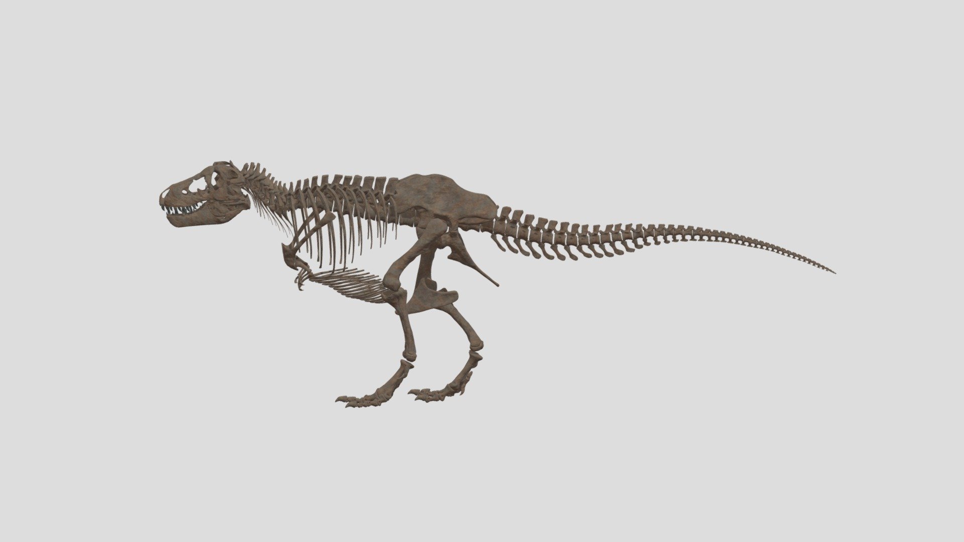 Tyrannosaurus, Name of bones ver.o.1 3d model