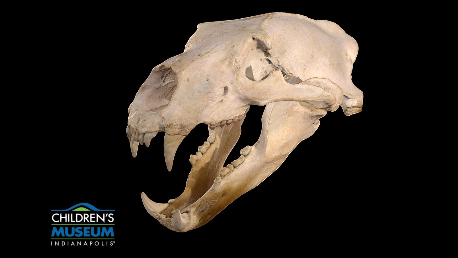 Polar Bear Skull 3d model