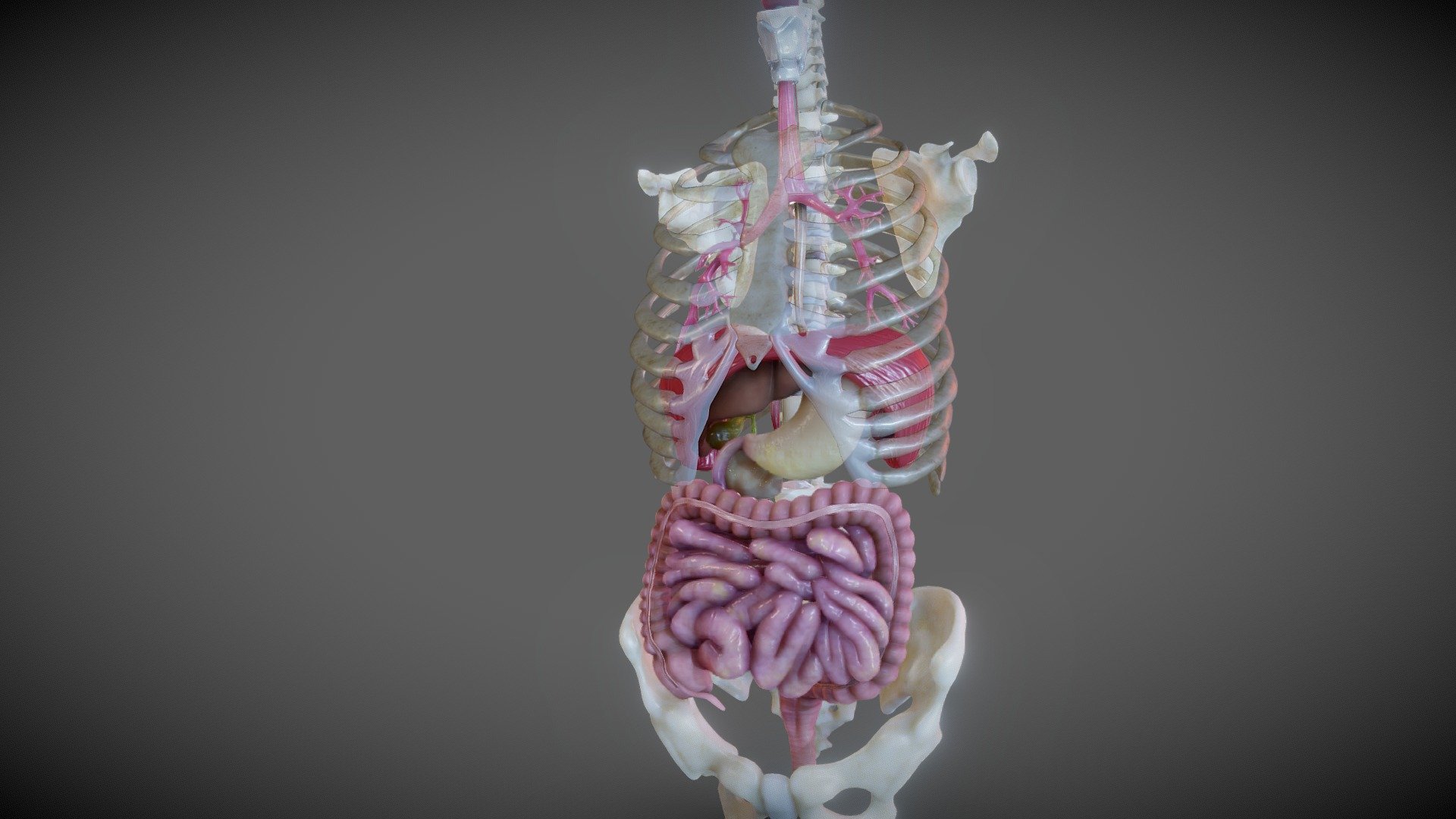 adult digestive system 3d model