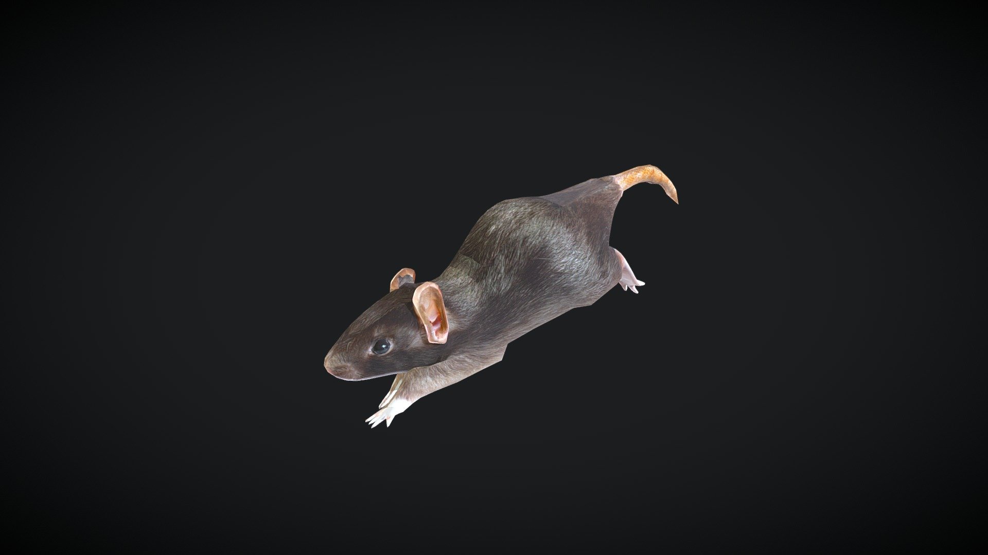 Rat Animated 3d model