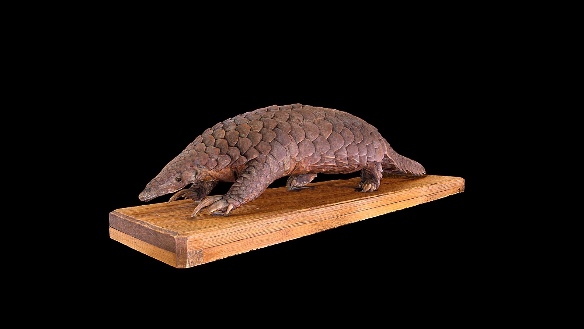 Pangolin 3d model