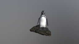 Pinguino de Galápagos