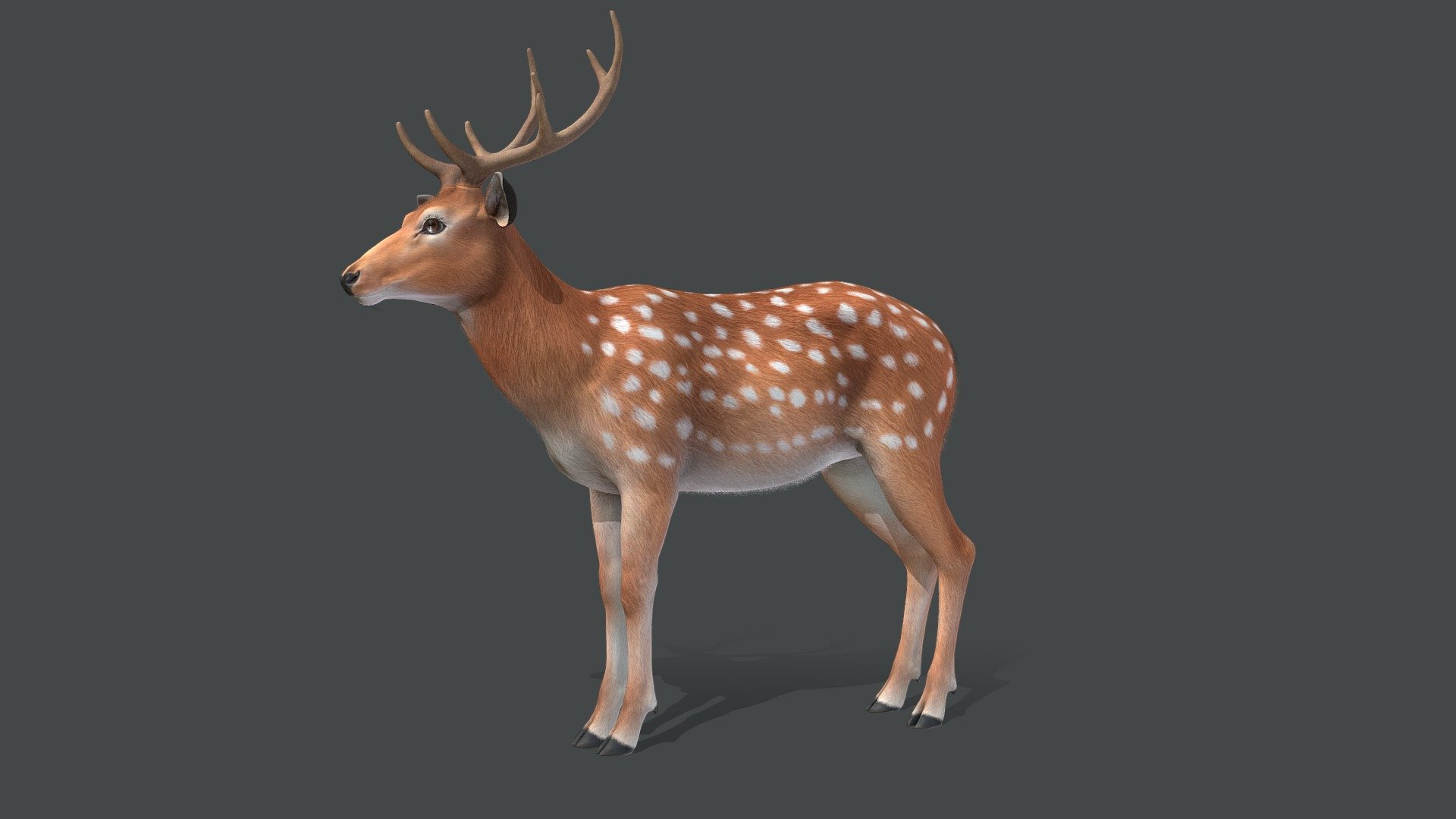 Deer 3d model