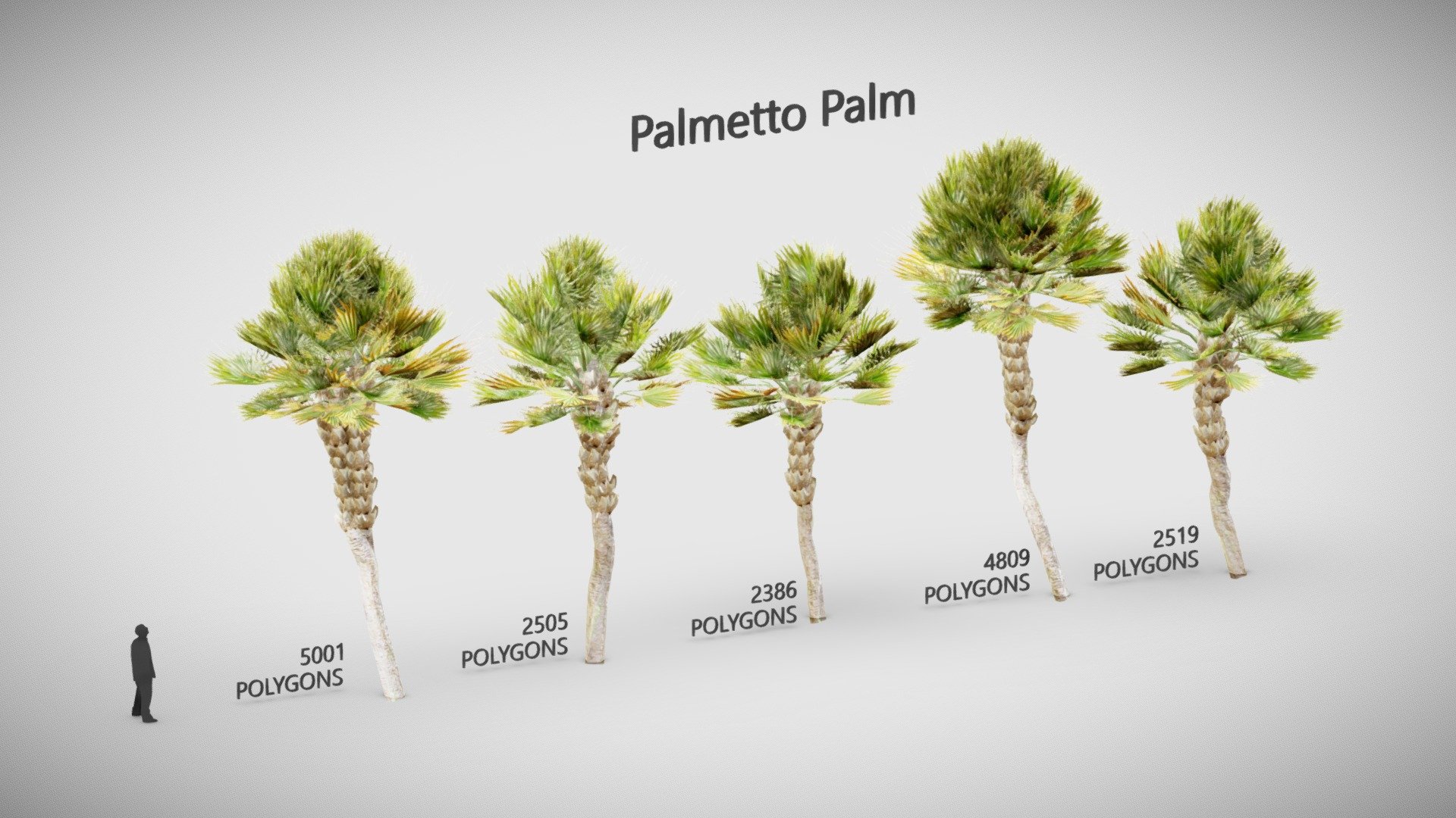 Palmetto palm low poly 3d model